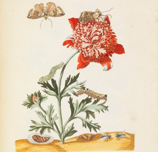 Fleur et insectes